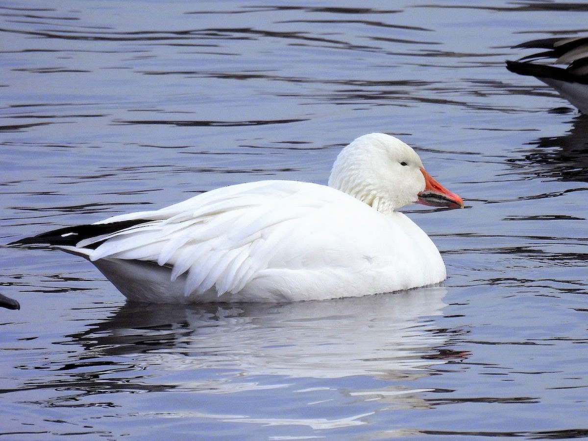 Snow Goose - ML630445082