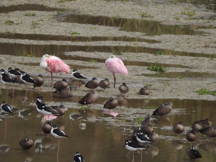 Roseate Spoonbill - ML630445087