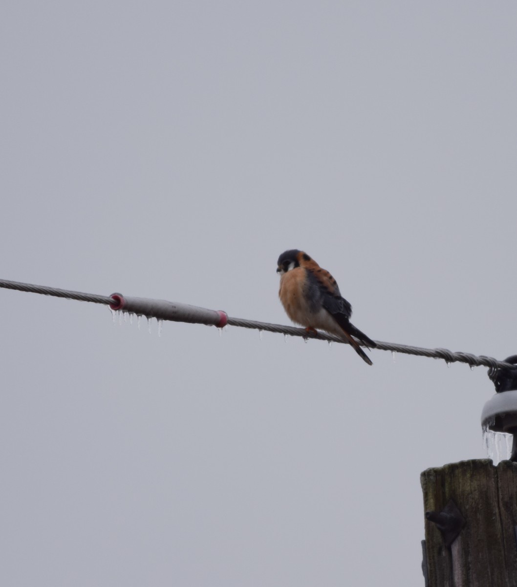 American Kestrel - ML630445099
