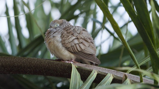 Zebra Dove - ML630445108