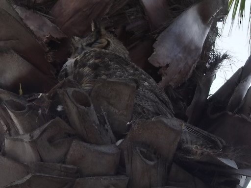 Great Horned Owl - ML630445112