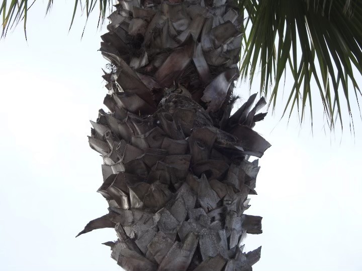 Great Horned Owl - ML630445113