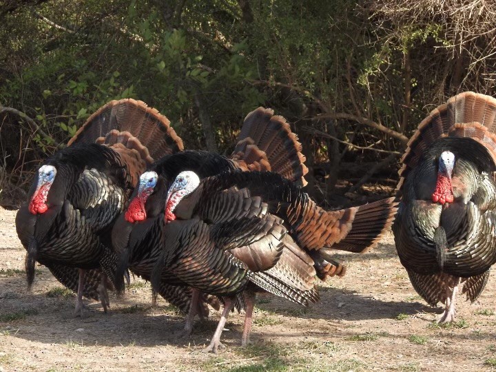 Wild Turkey - ML630445153