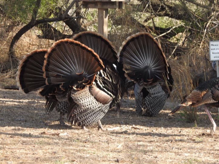 Wild Turkey - ML630445154