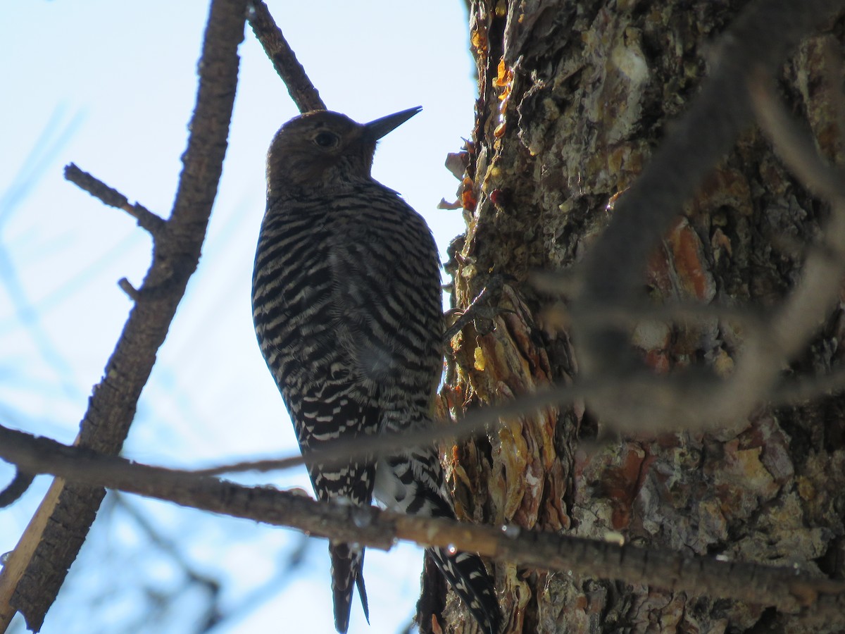 Williamson's Sapsucker - ML630445162