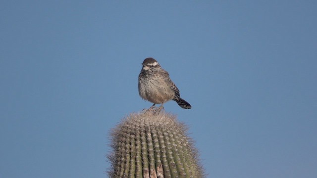 Cactus Wren - ML630445353