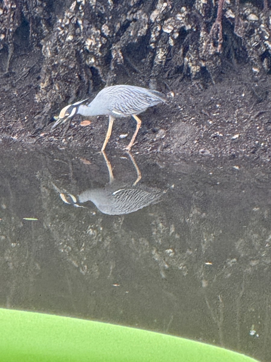 Yellow-crowned Night Heron - ML630445372