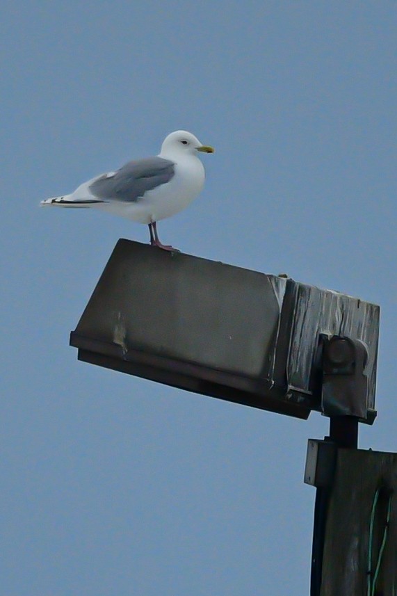 racek polární - ML630445438