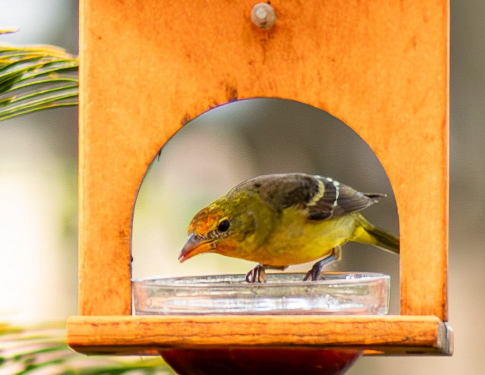 Western Tanager - ML630445449