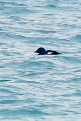 turpan kanadský - ML630445469