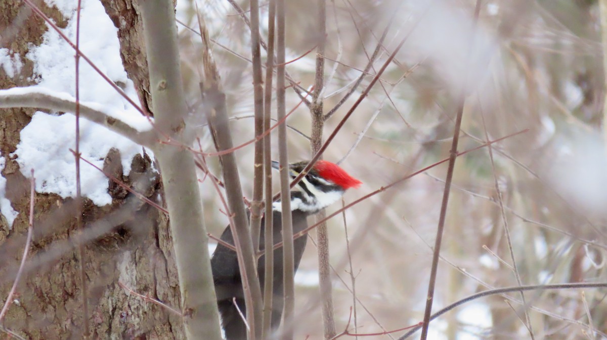 Pileated Woodpecker - ML630445587