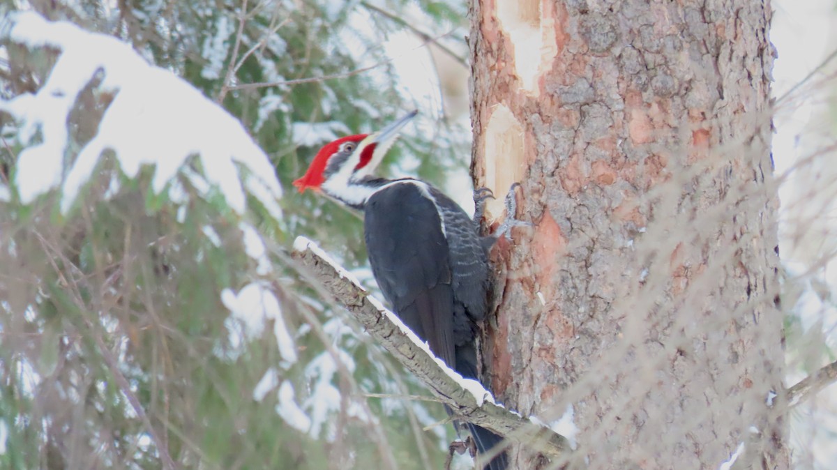 Pileated Woodpecker - ML630445591