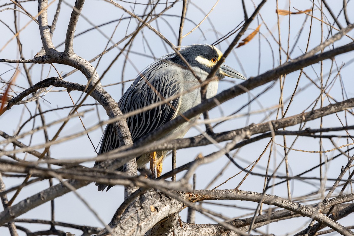 Yellow-crowned Night Heron - ML630445673