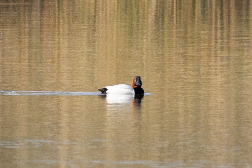 Canvasback - ML630445689