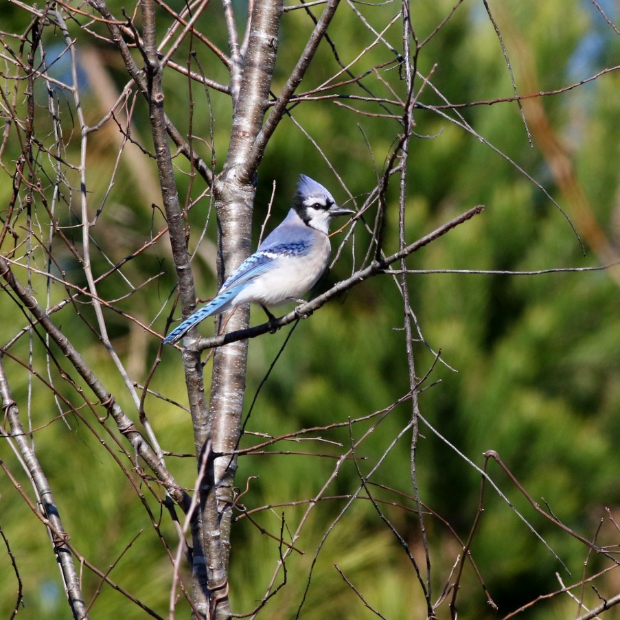 Blue Jay - ML630445700