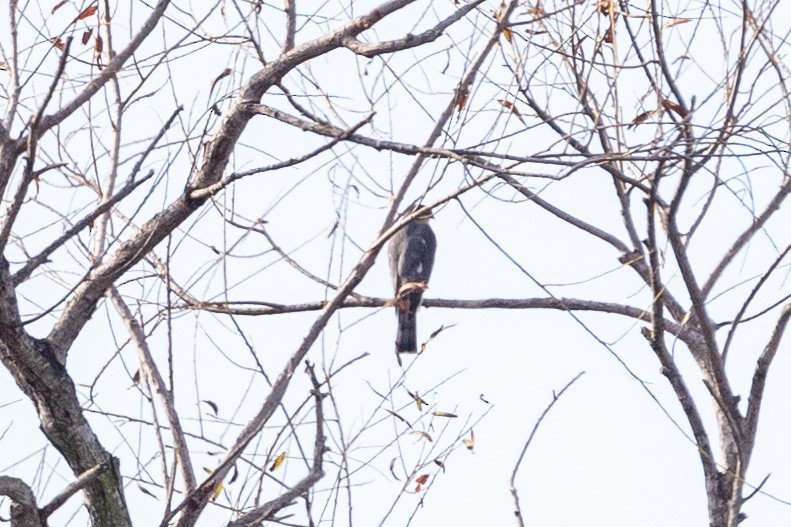 Sharp-shinned Hawk - ML630445704