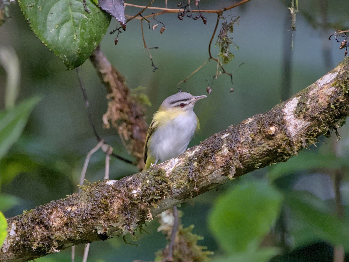 Red-eyed/Chivi Vireo - Nick Leiby