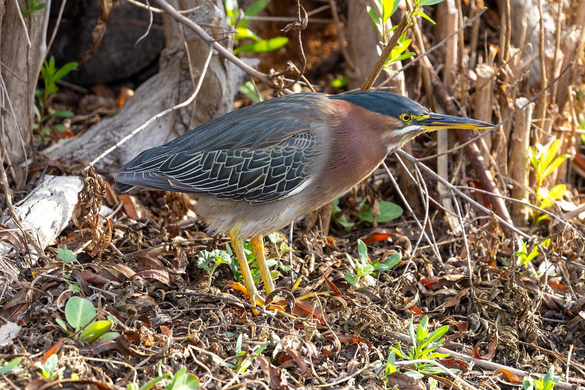 Green Heron - ML630445730
