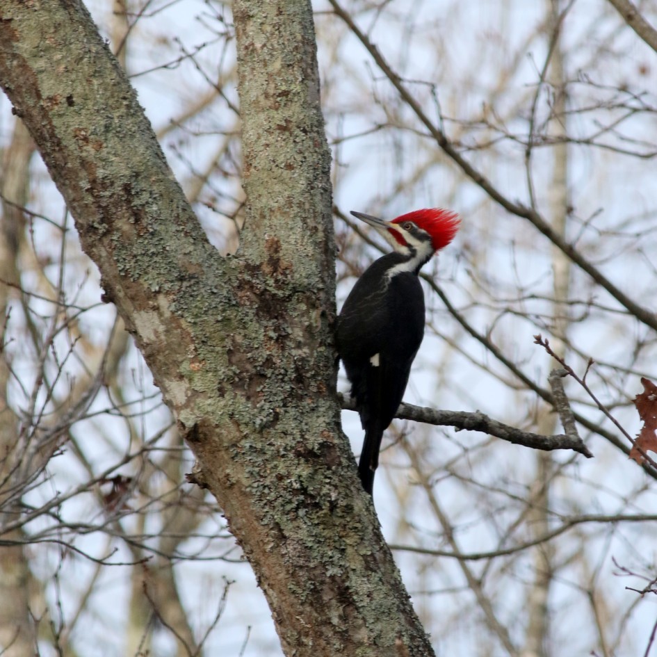 Pileated Woodpecker - ML630445742