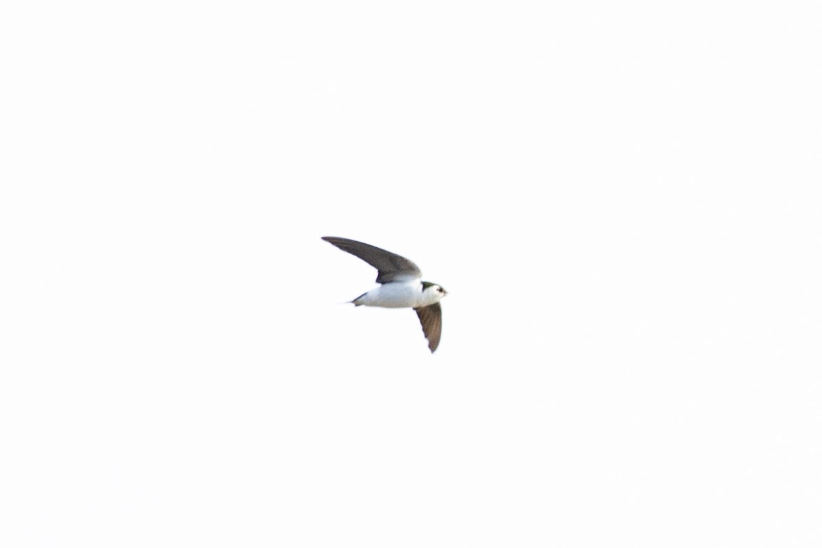 Violet-green Swallow - ML630445746