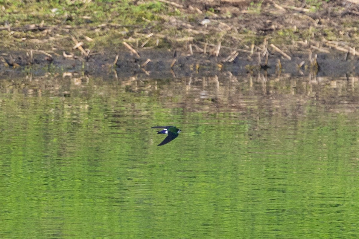 Violet-green Swallow - ML630445747