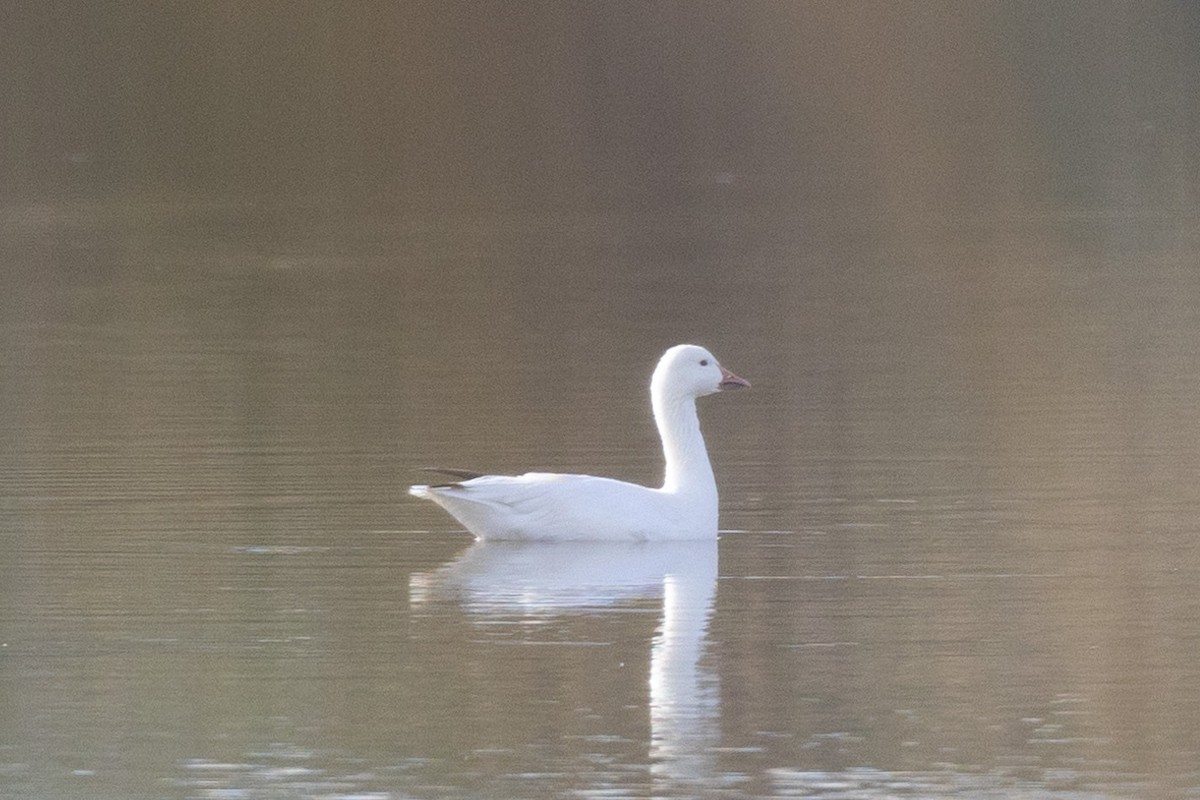Snow Goose - ML630445785