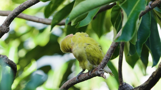 Rosy-faced Lovebird - ML630445793