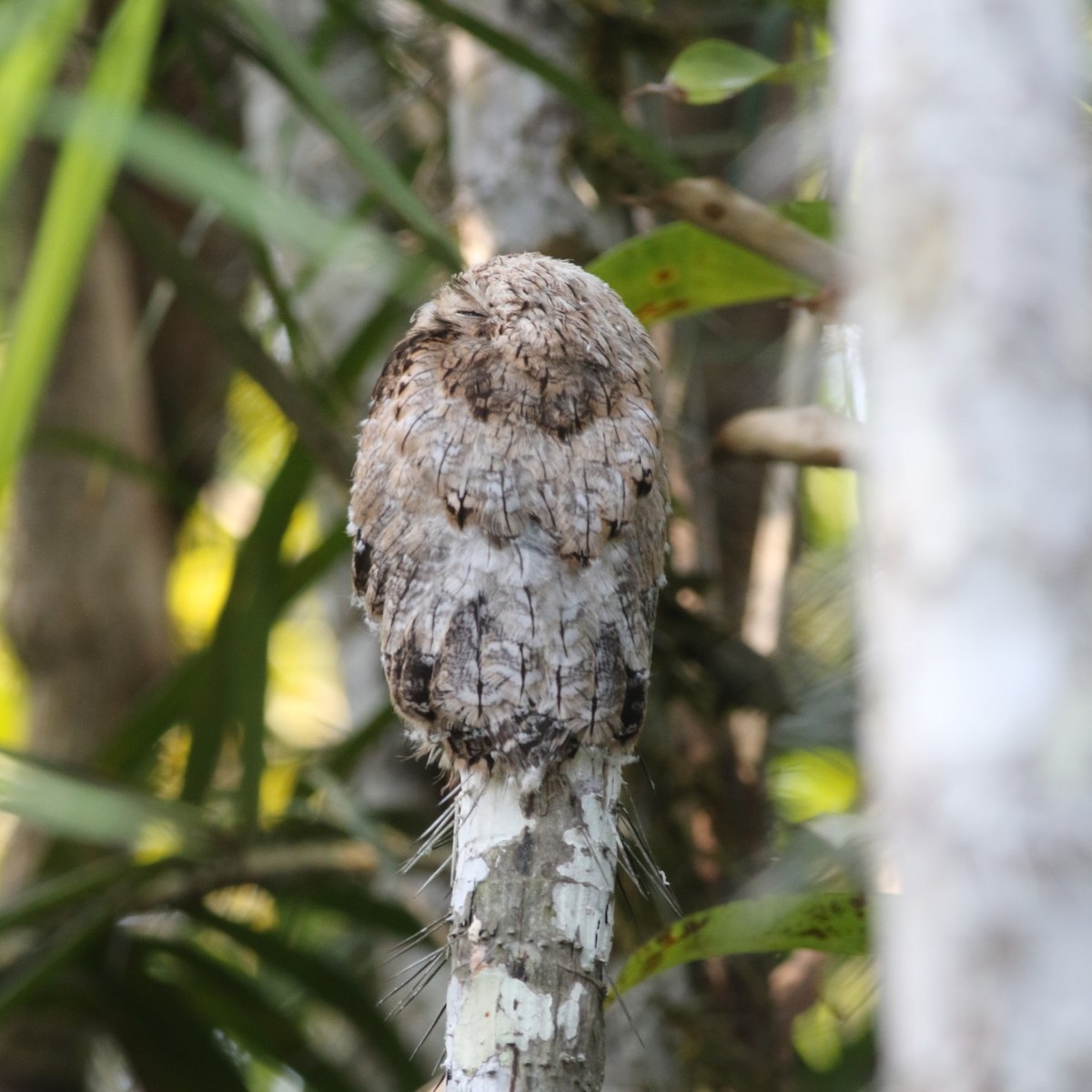 Common Potoo - ML630445860