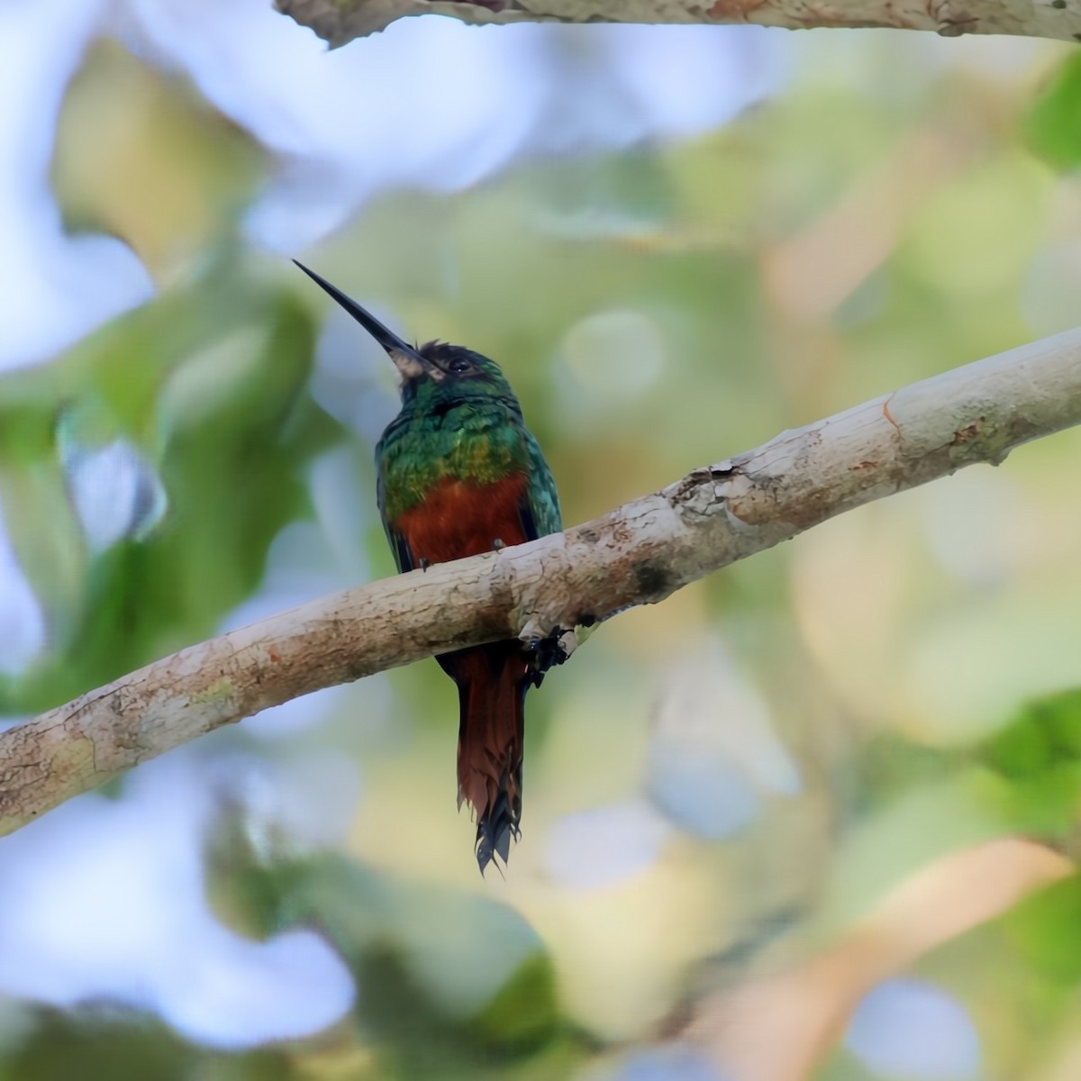 White-chinned Jacamar - ML630445926