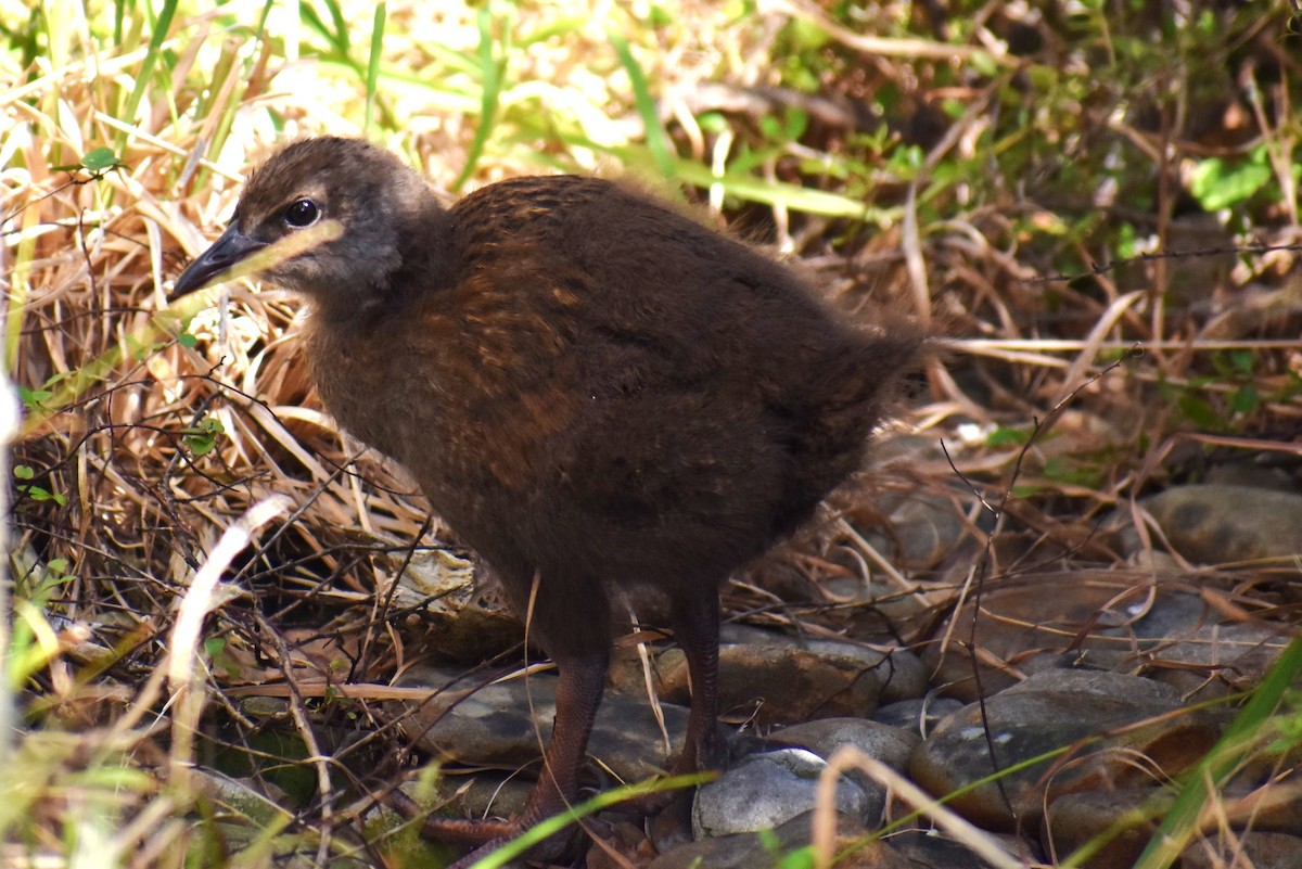 Weka - ML630445972