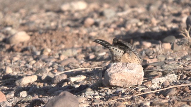 Cactus Wren - ML630445991