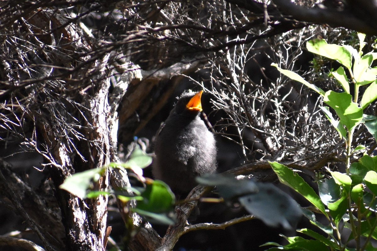 Tui - ML630445992