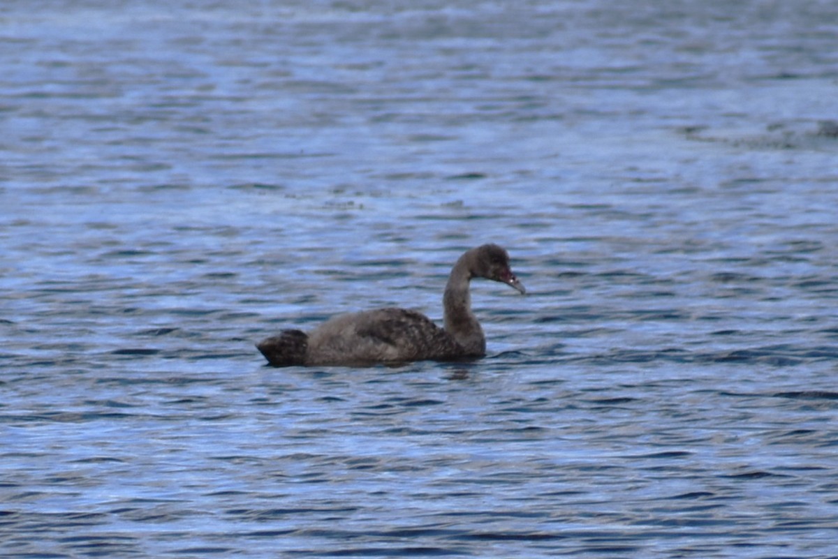 Black Swan - ML630446018