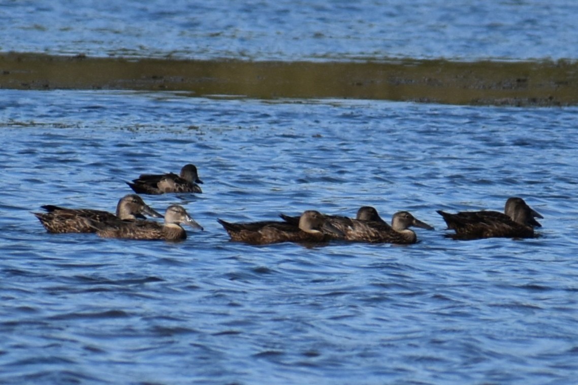Australasian Shoveler - ML630446049