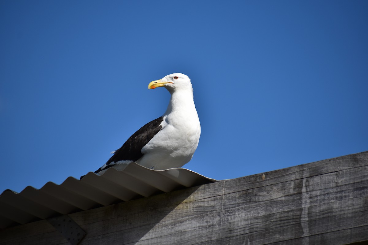 Kelp Gull - ML630446066