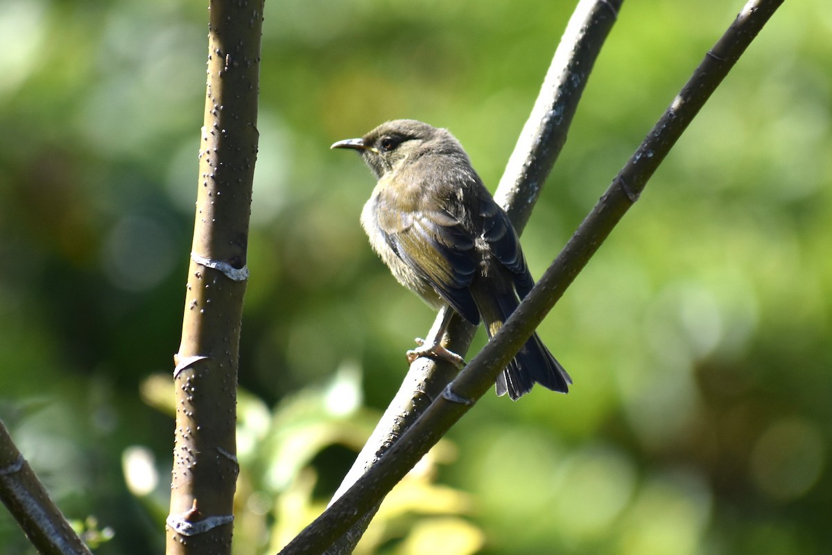 New Zealand Bellbird - ML630446105