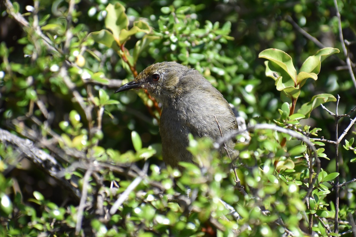 New Zealand Bellbird - ML630446109
