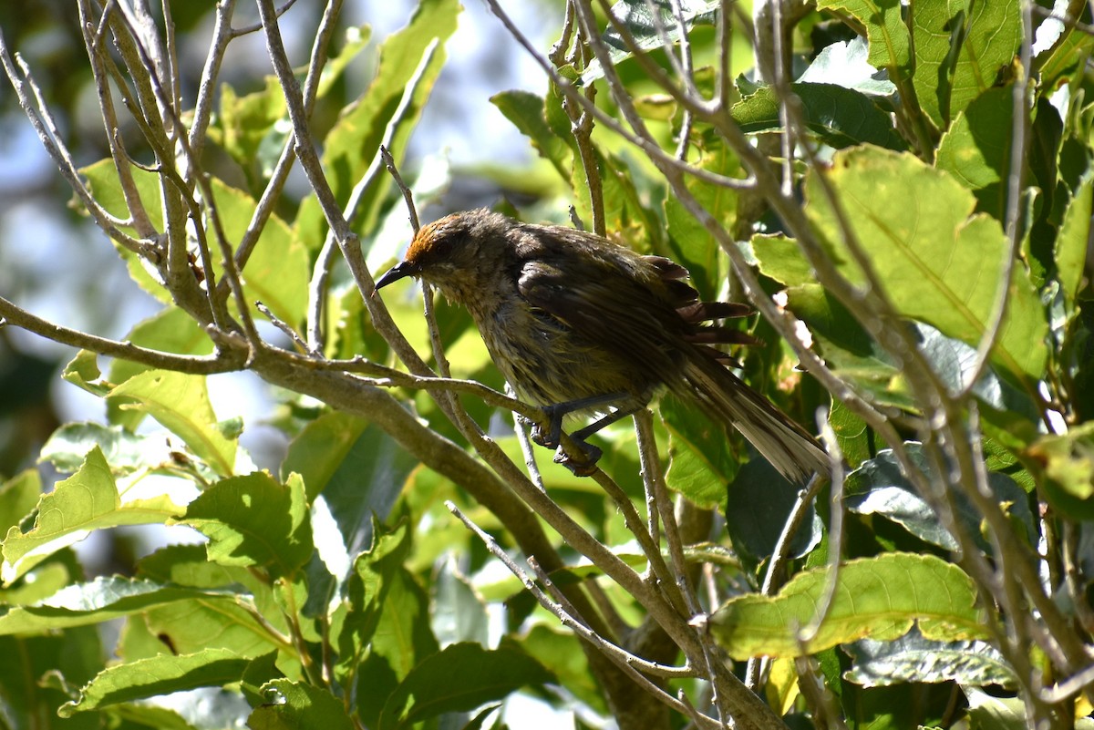 New Zealand Bellbird - ML630446117