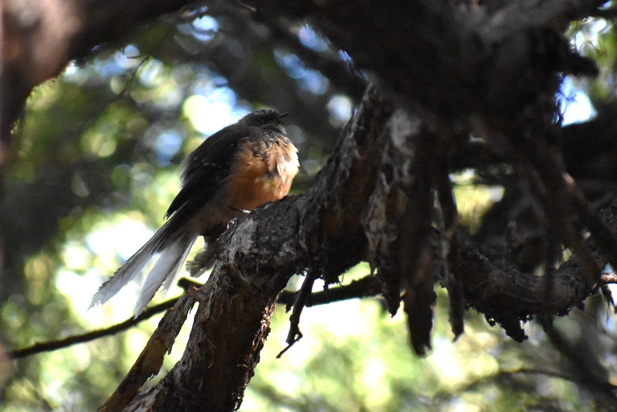 New Zealand Fantail - ML630446143
