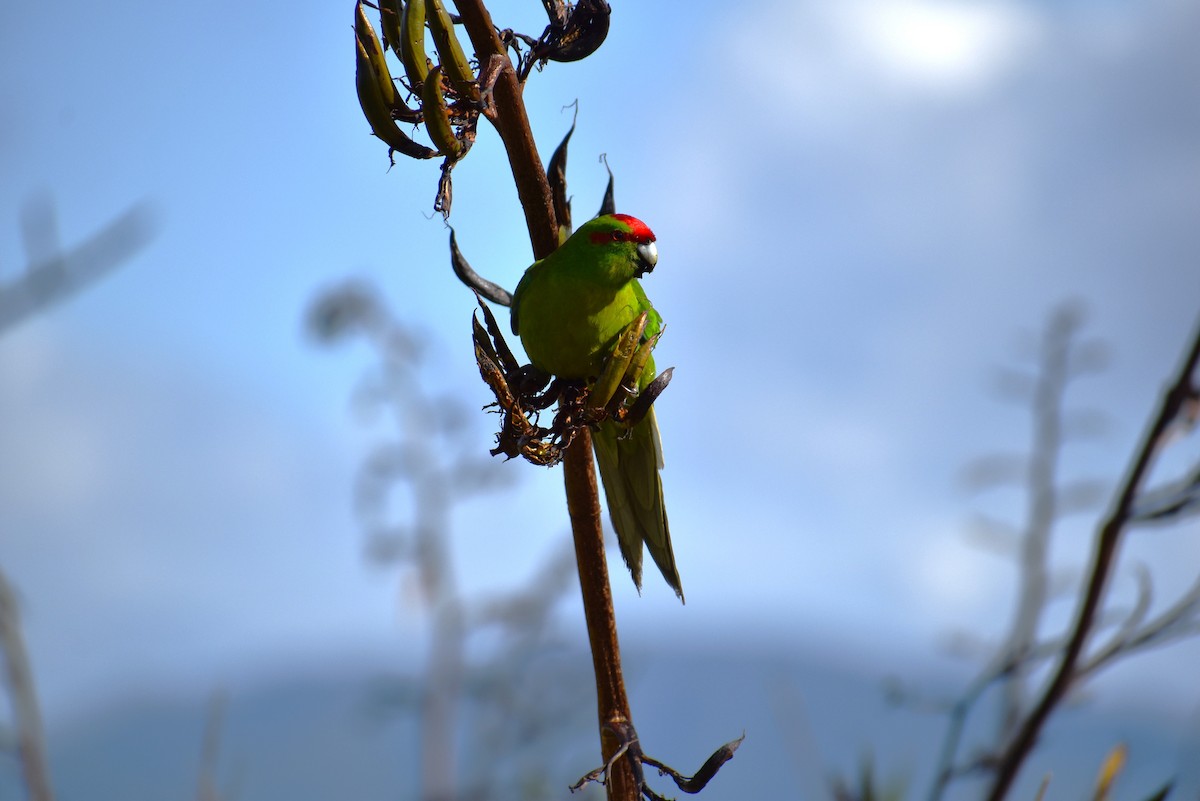 Red-crowned Parakeet - ML630446170
