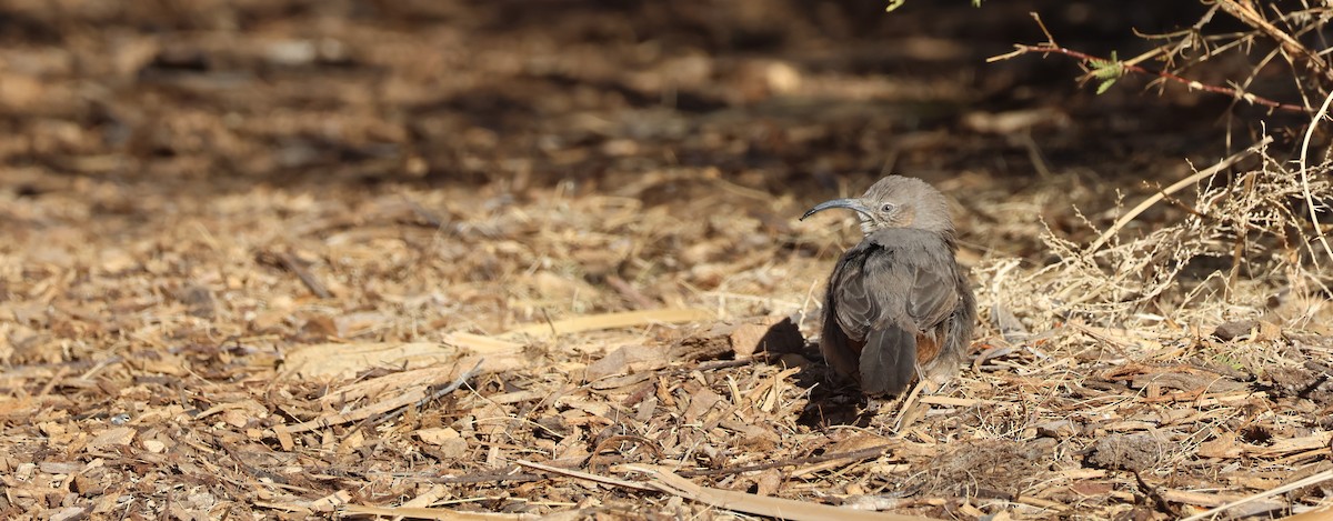 Crissal Thrasher - ML630446309