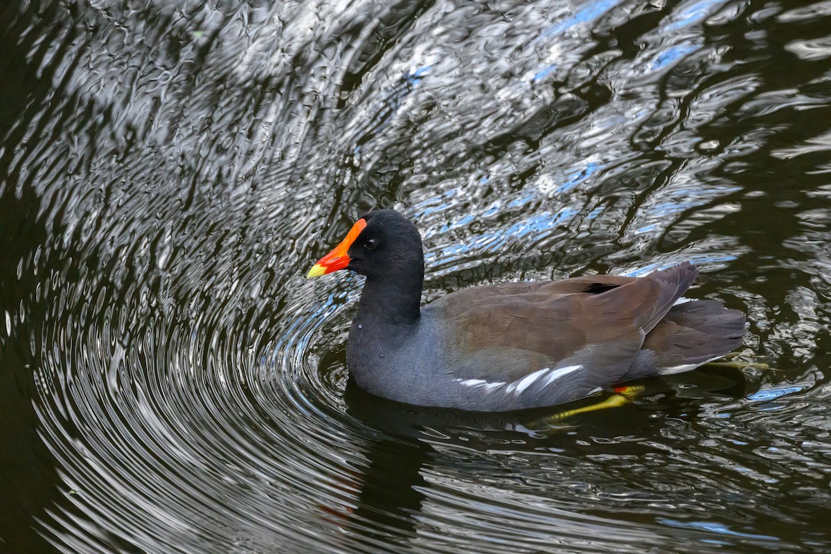 Common Gallinule - ML630446408