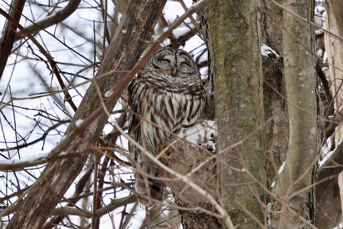 Barred Owl - Suzanne Tuberdyke