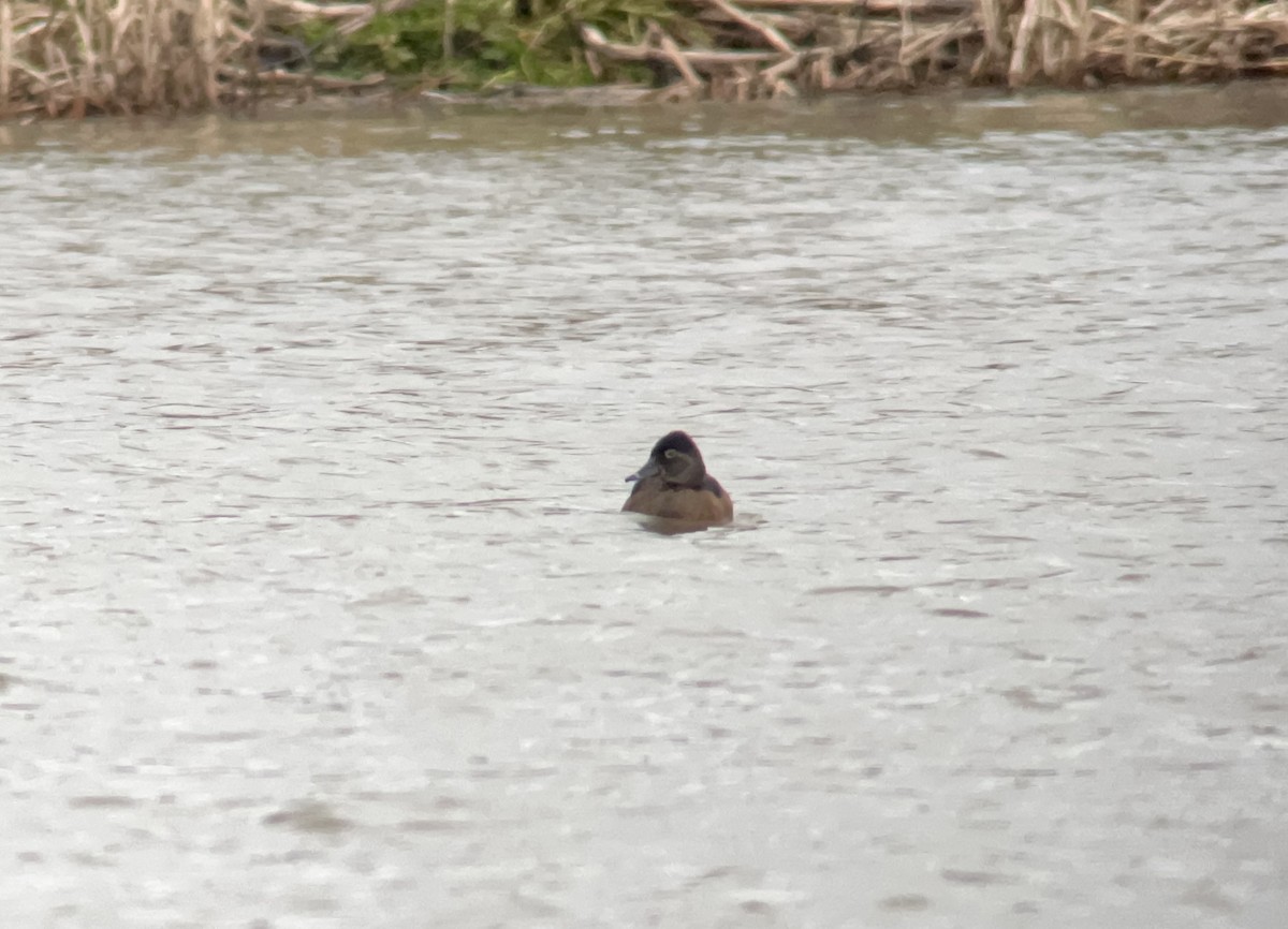 Ring-necked Duck - ML630447156
