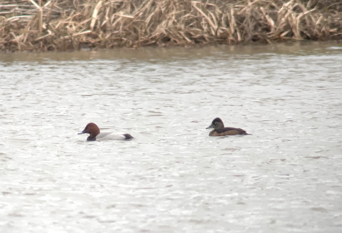 Ring-necked Duck - ML630447157