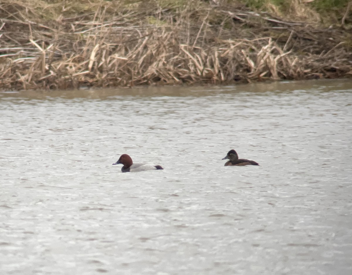 Ring-necked Duck - ML630447158
