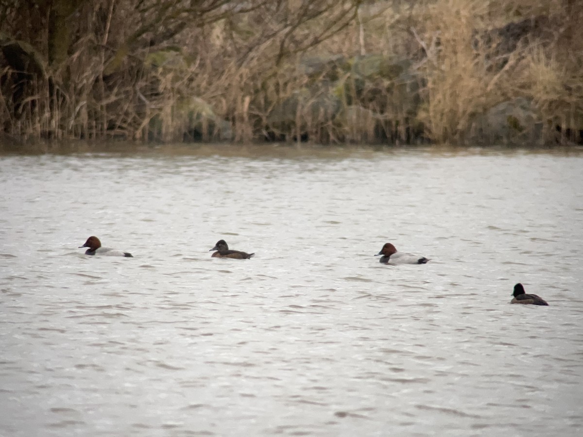 Ring-necked Duck - ML630447159