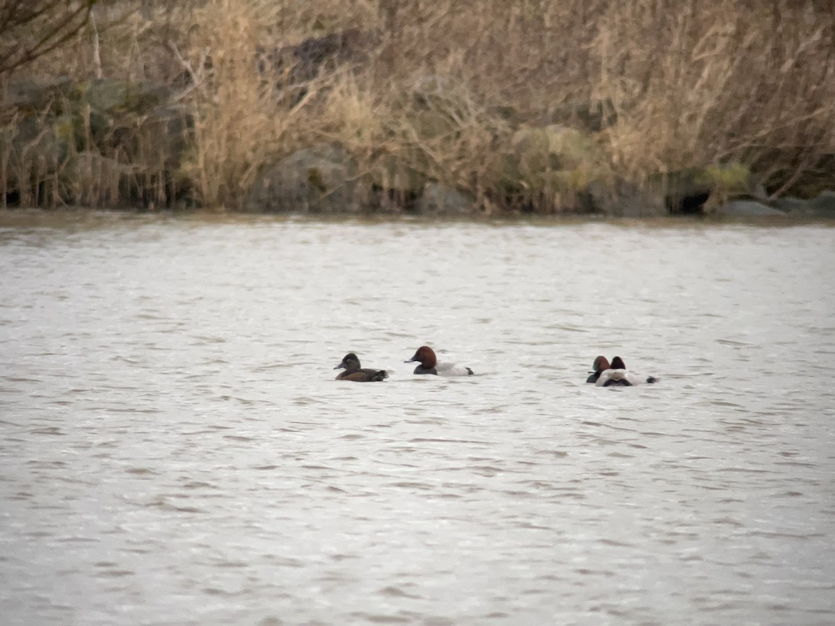 Ring-necked Duck - ML630447160