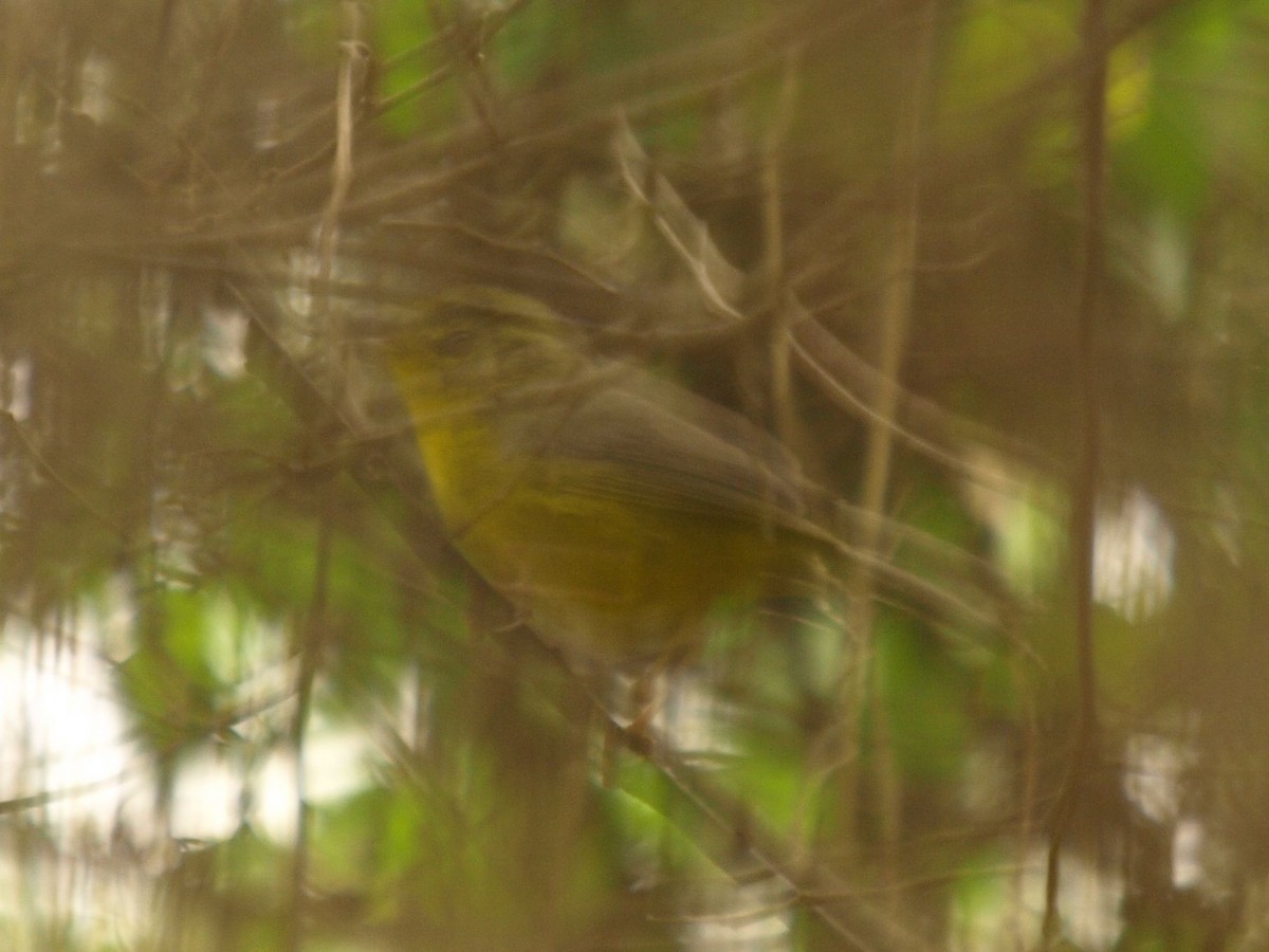 Golden-crowned Warbler - ML630447611