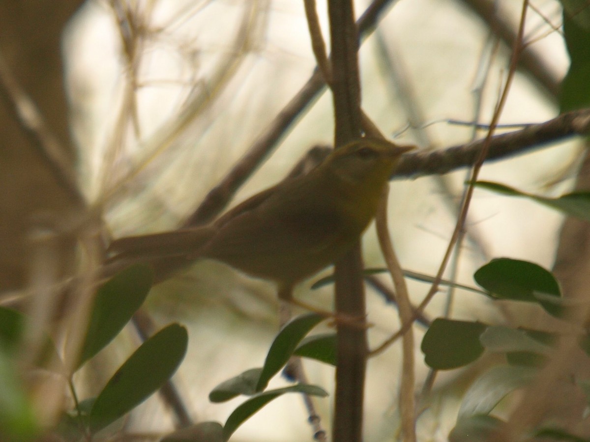 Golden-crowned Warbler - ML630447612